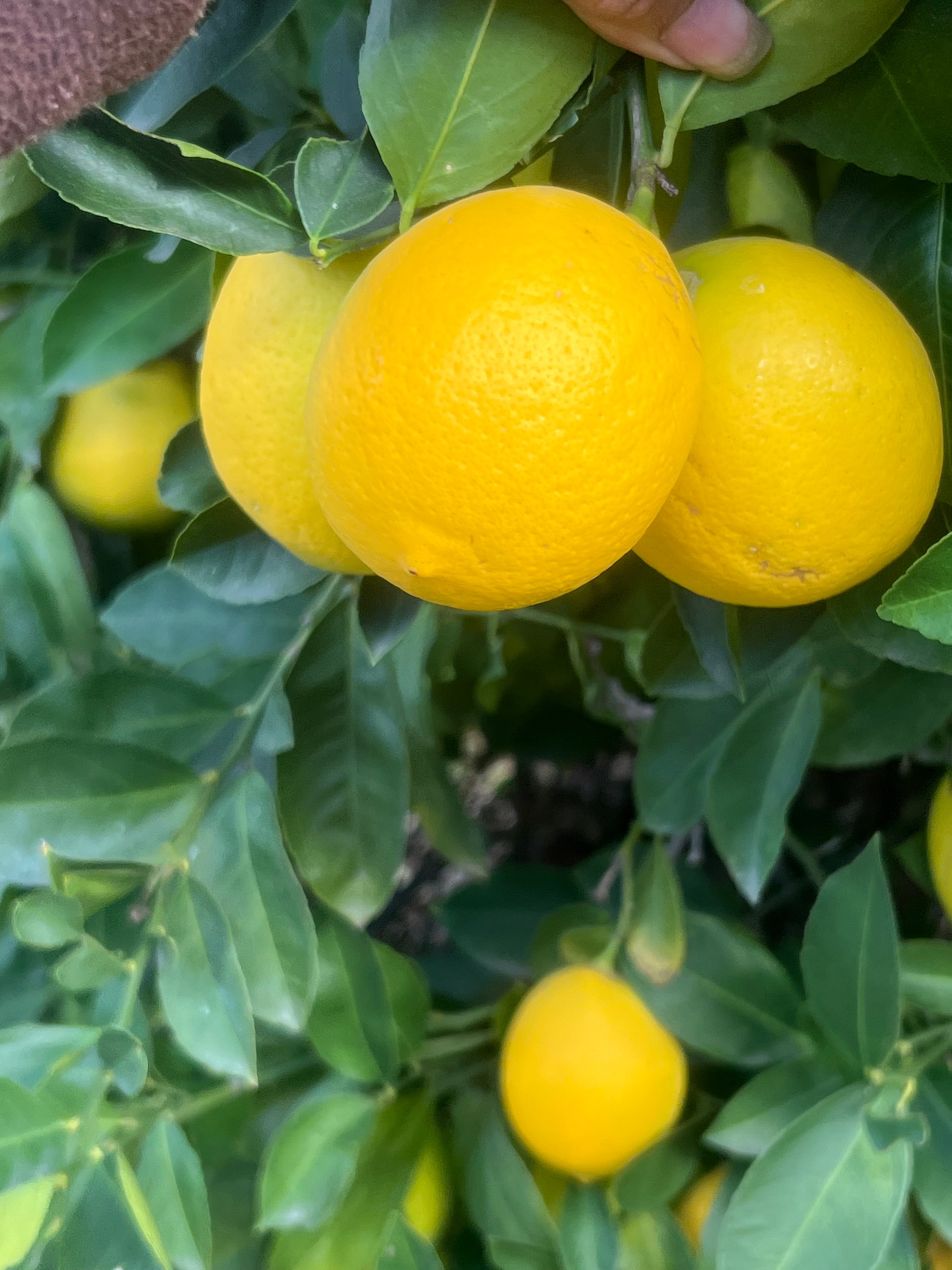 Organic Meyer Lemons 4 LBS