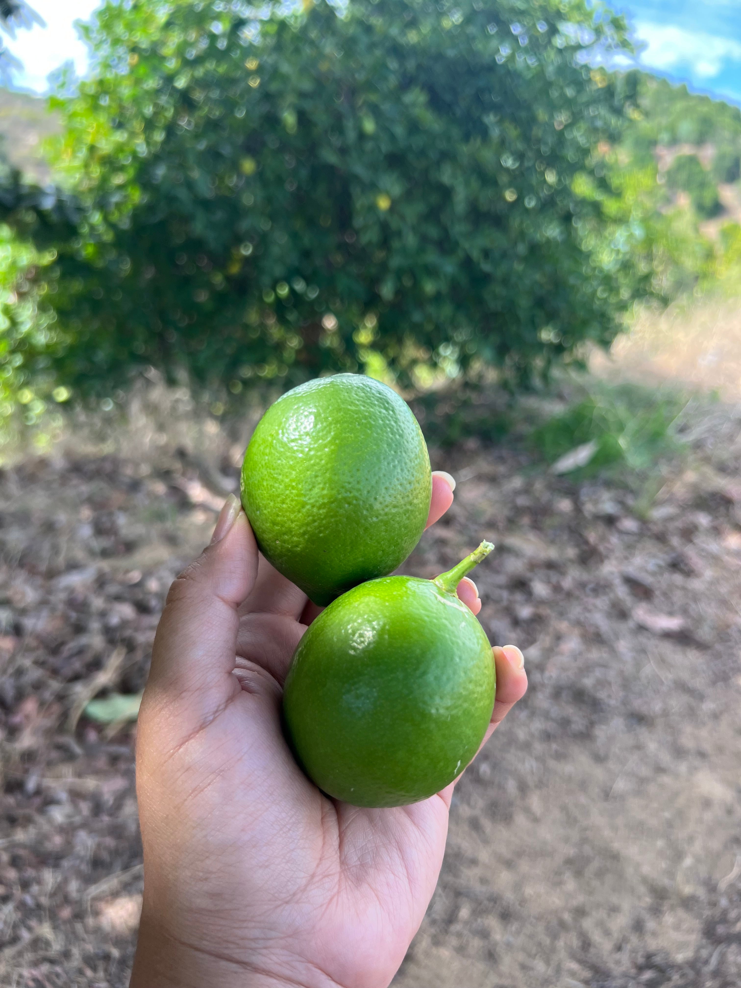 Organic Limes 3 LBS