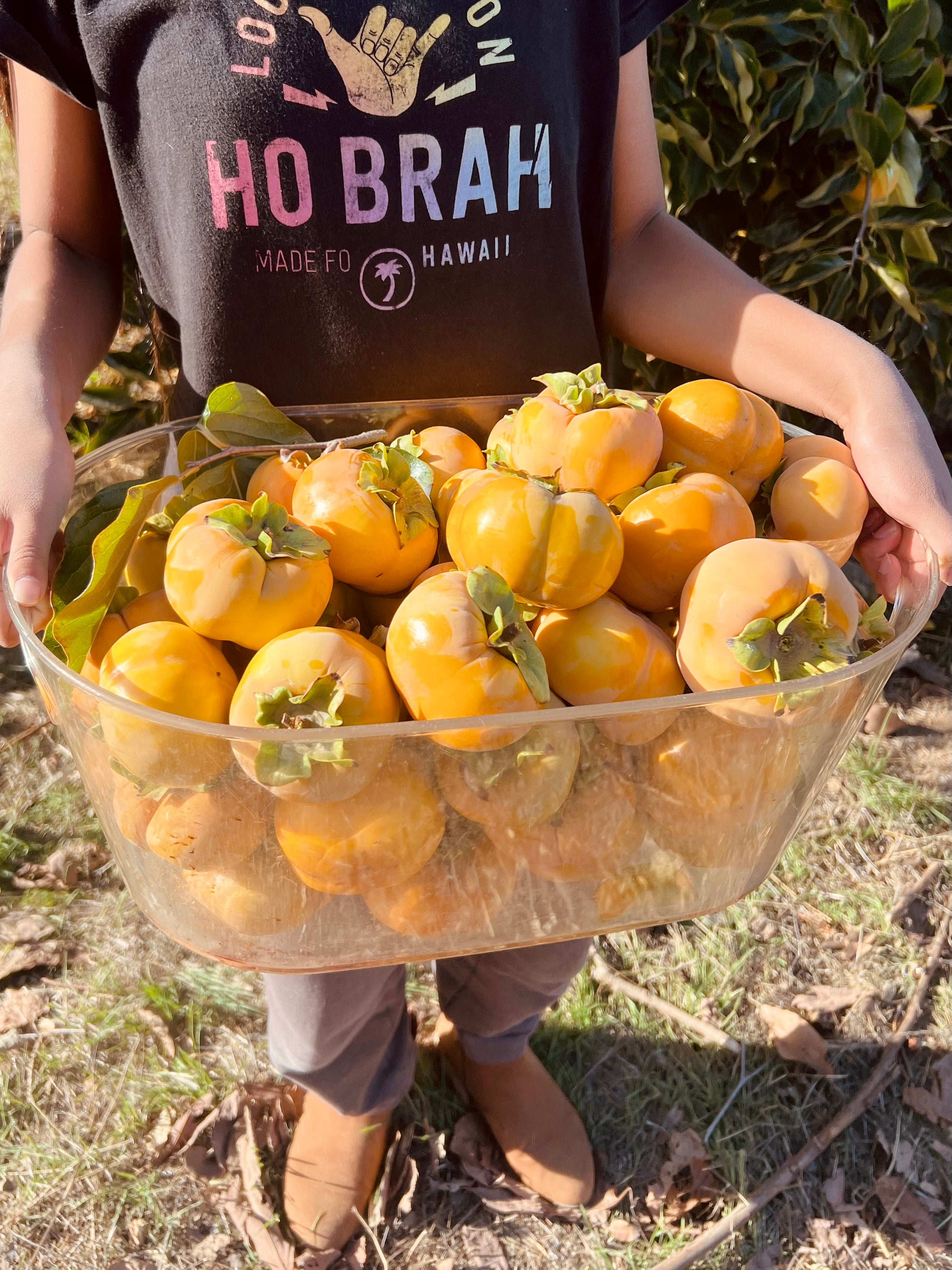 Limited Seasonal - Fuyu Persimmons