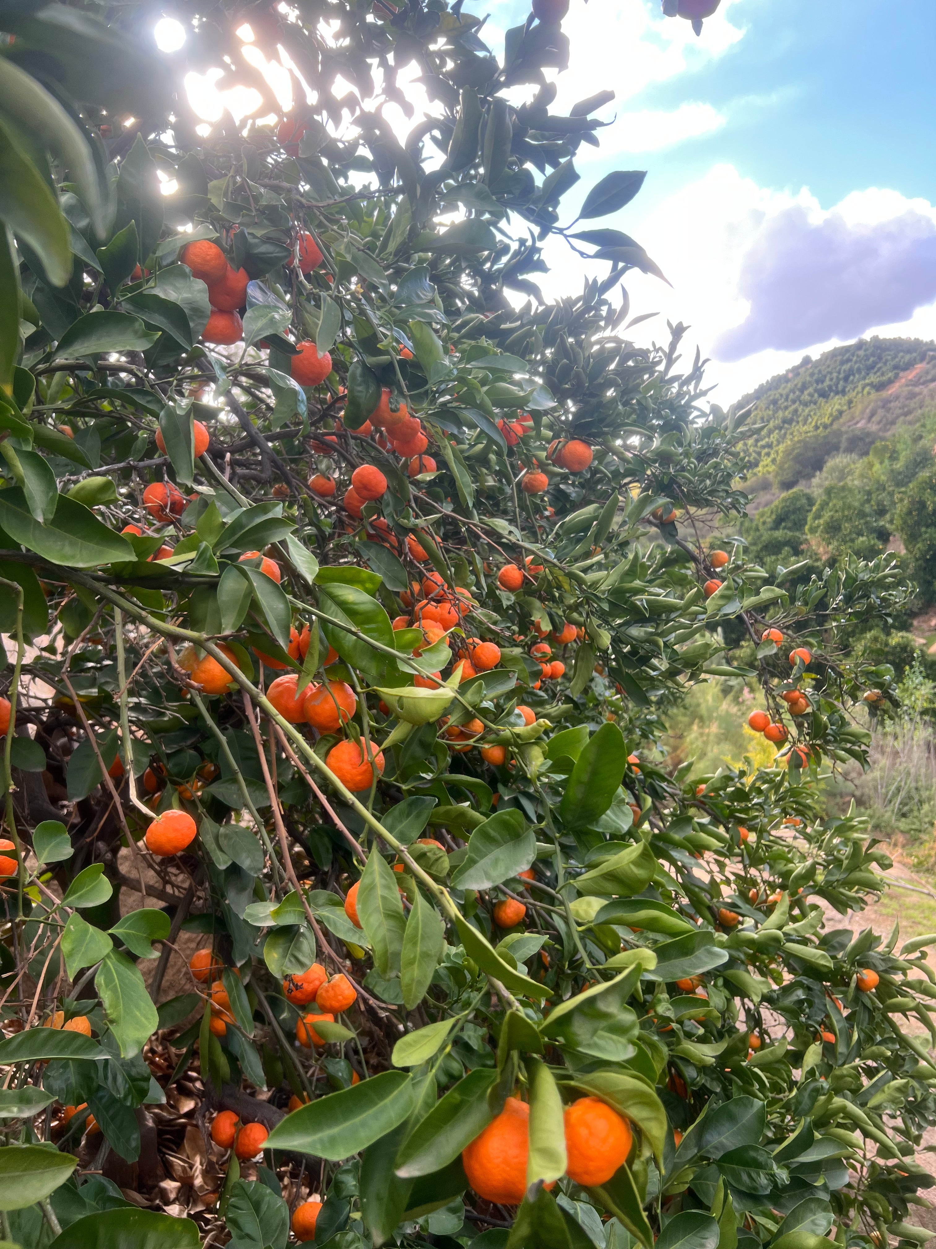 8 lb Seasonal Citrus Box