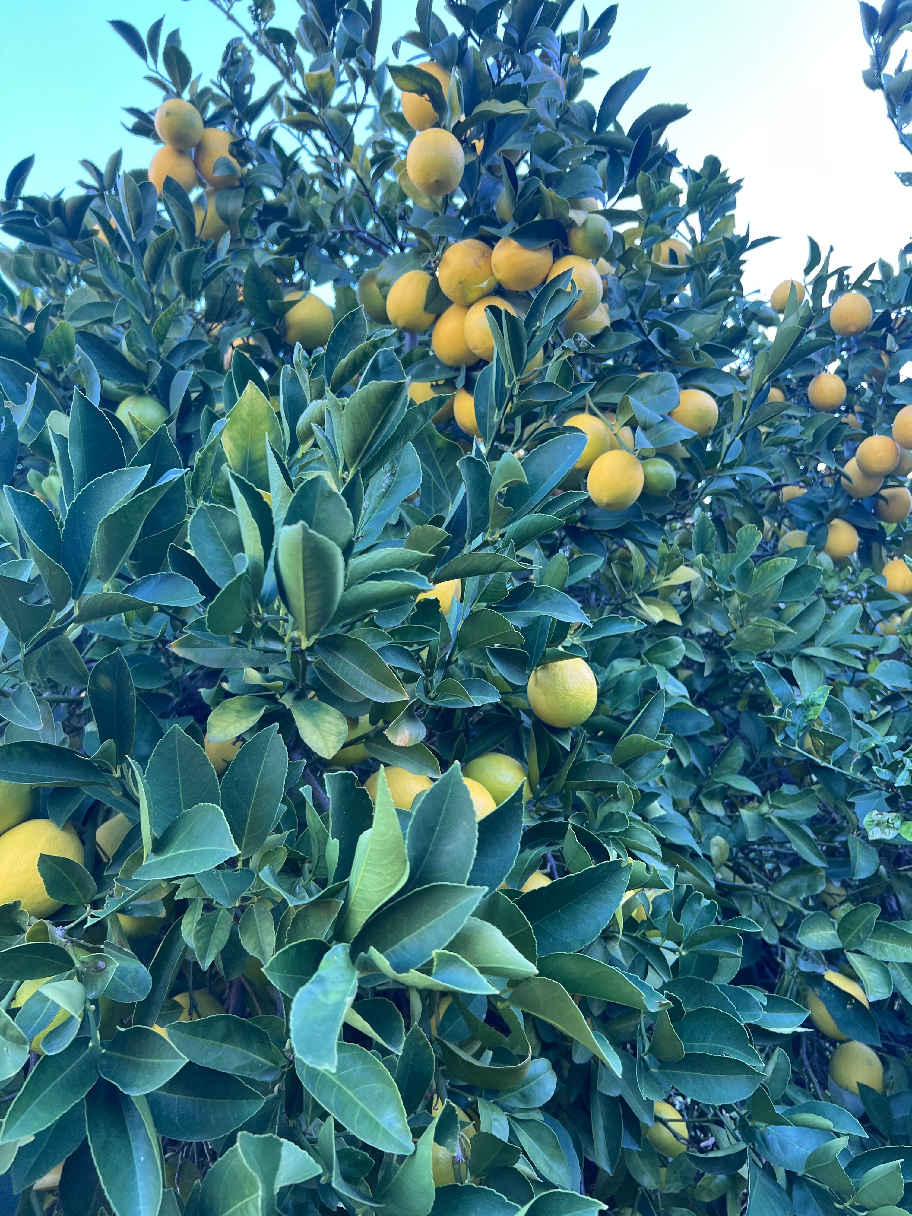 Organic Meyer Lemons 4 LBS