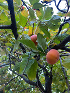 Pre-Harvest Special! 10-Pack Fuyu Persimmons