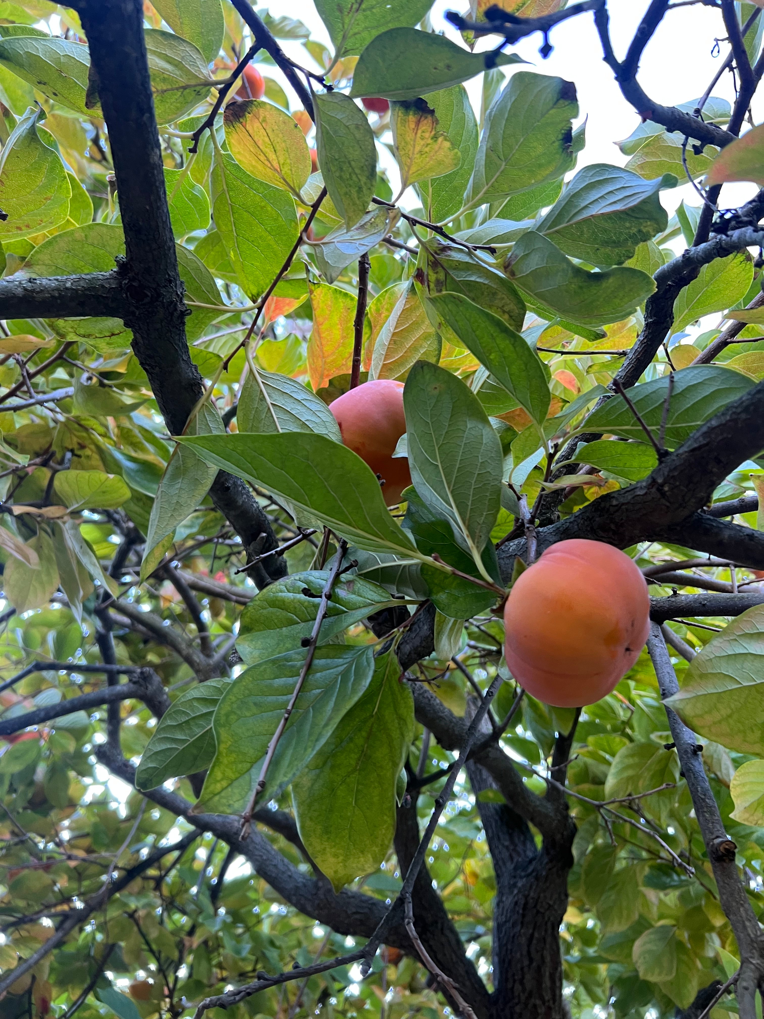 Limited Seasonal - Fuyu Persimmons