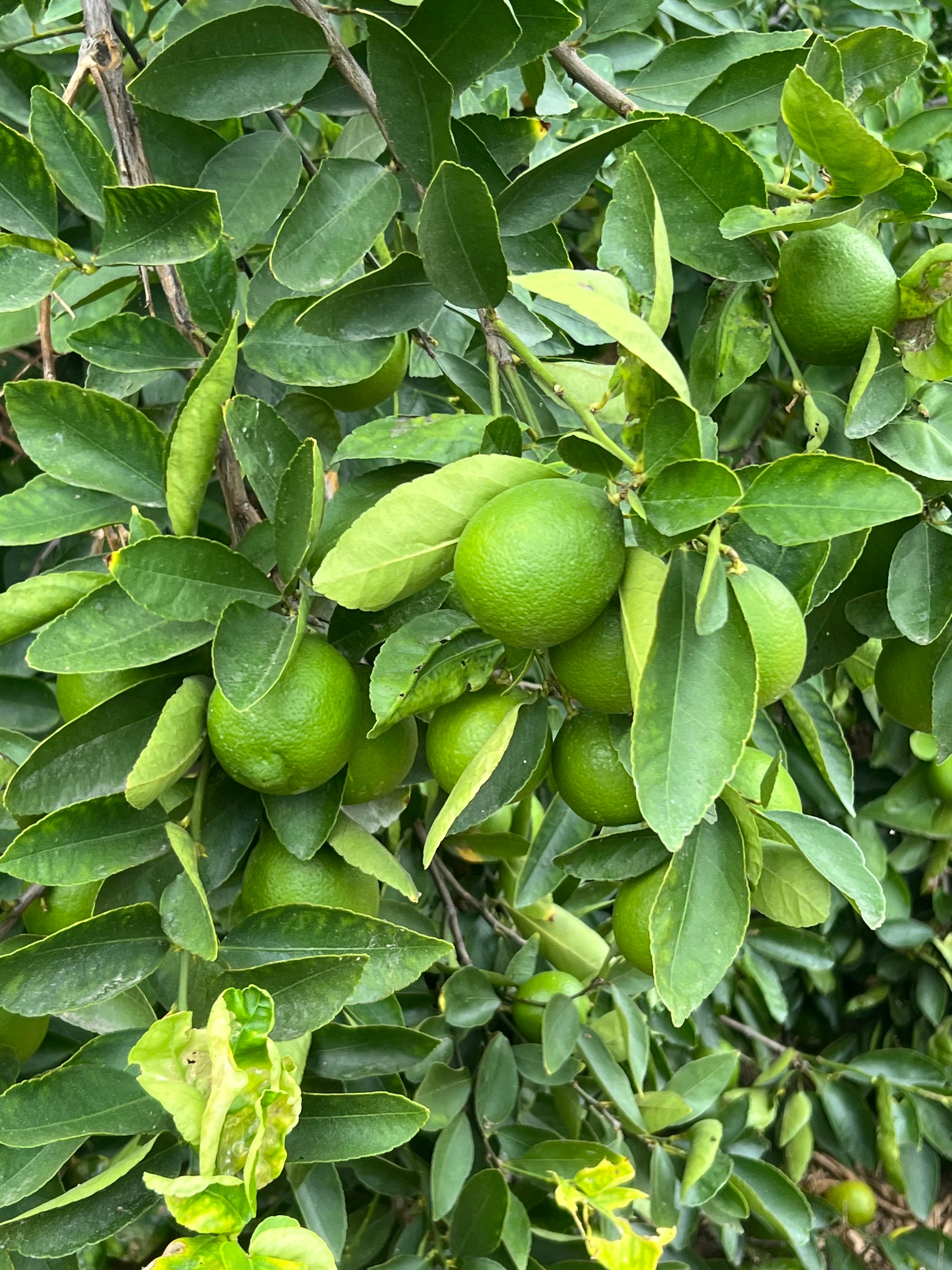 Organic Limes 3 LBS