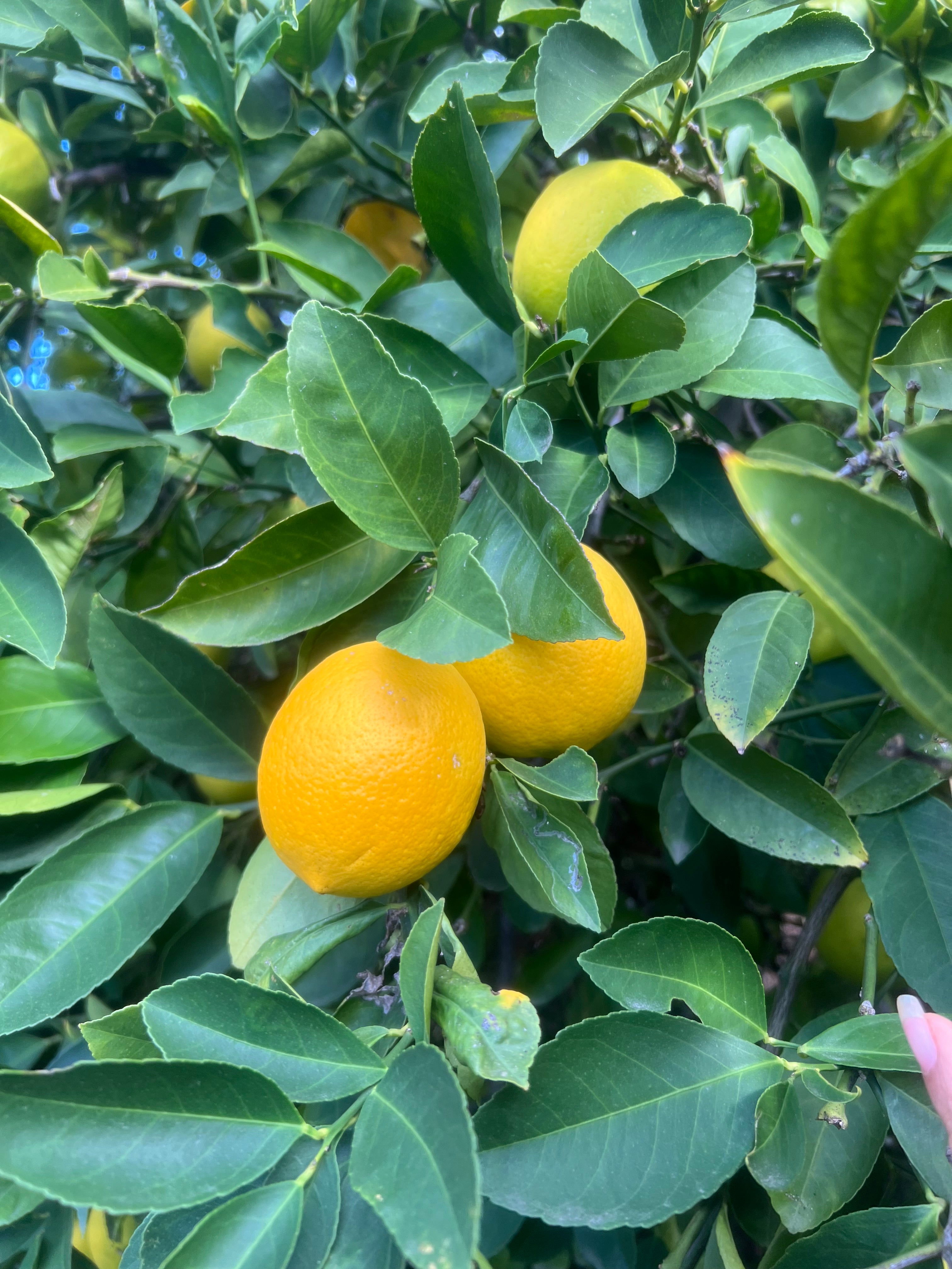 8 lb Seasonal Citrus Box