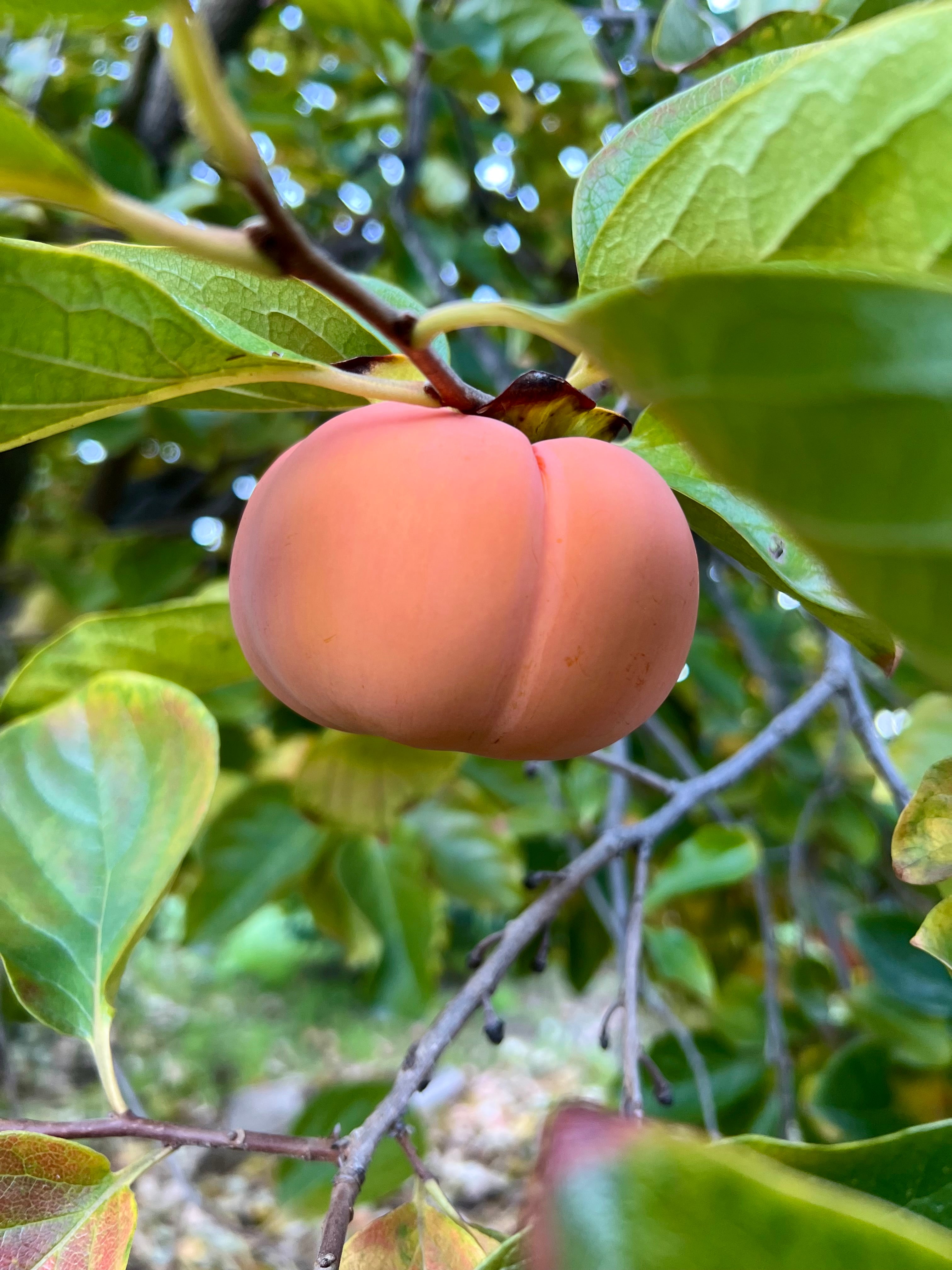 Limited Seasonal - Fuyu Persimmons