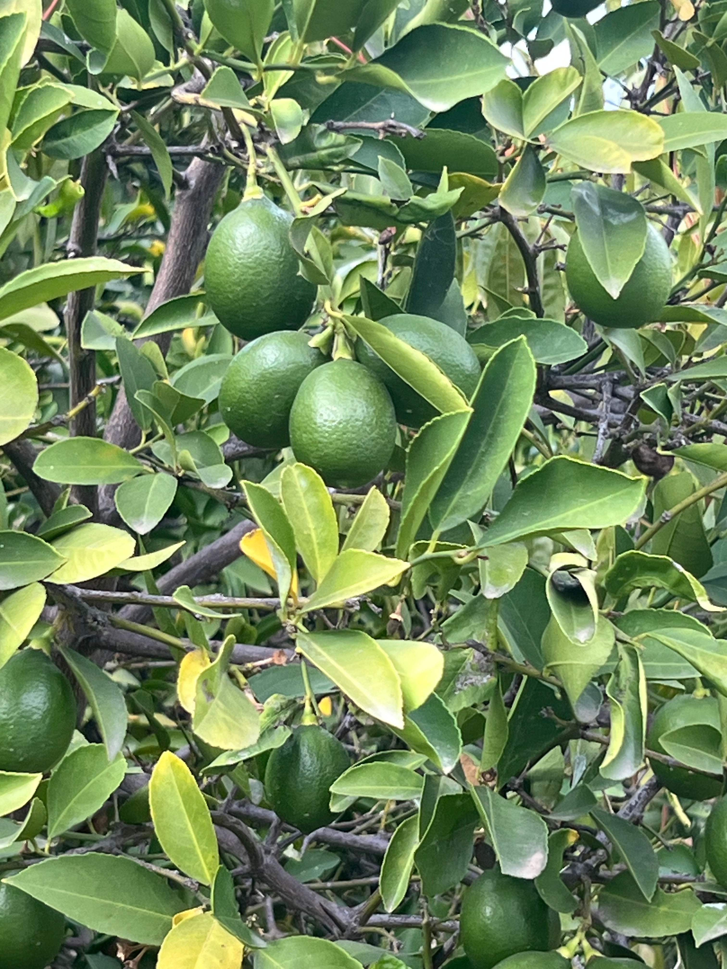 Organic Limes 3 LBS