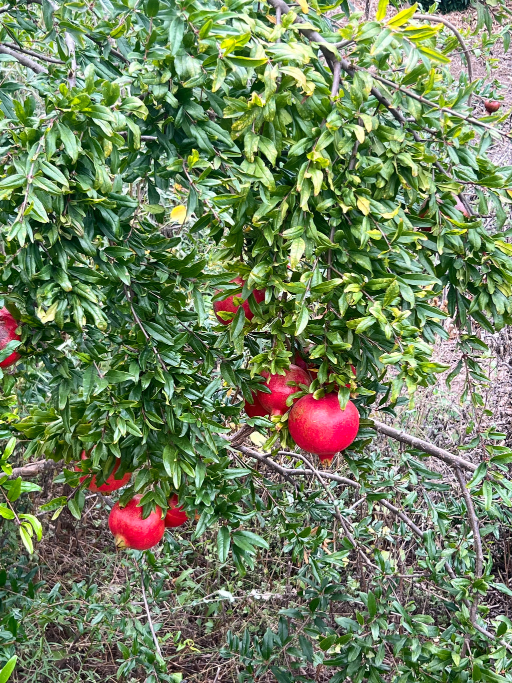 Pre-Harvest Special! 4-PACK Pomegranates