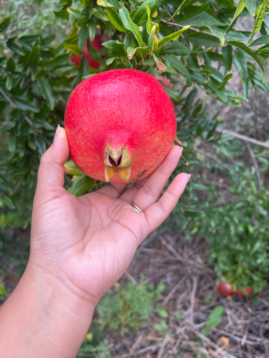 Pre-Harvest Special! 4-PACK Pomegranates