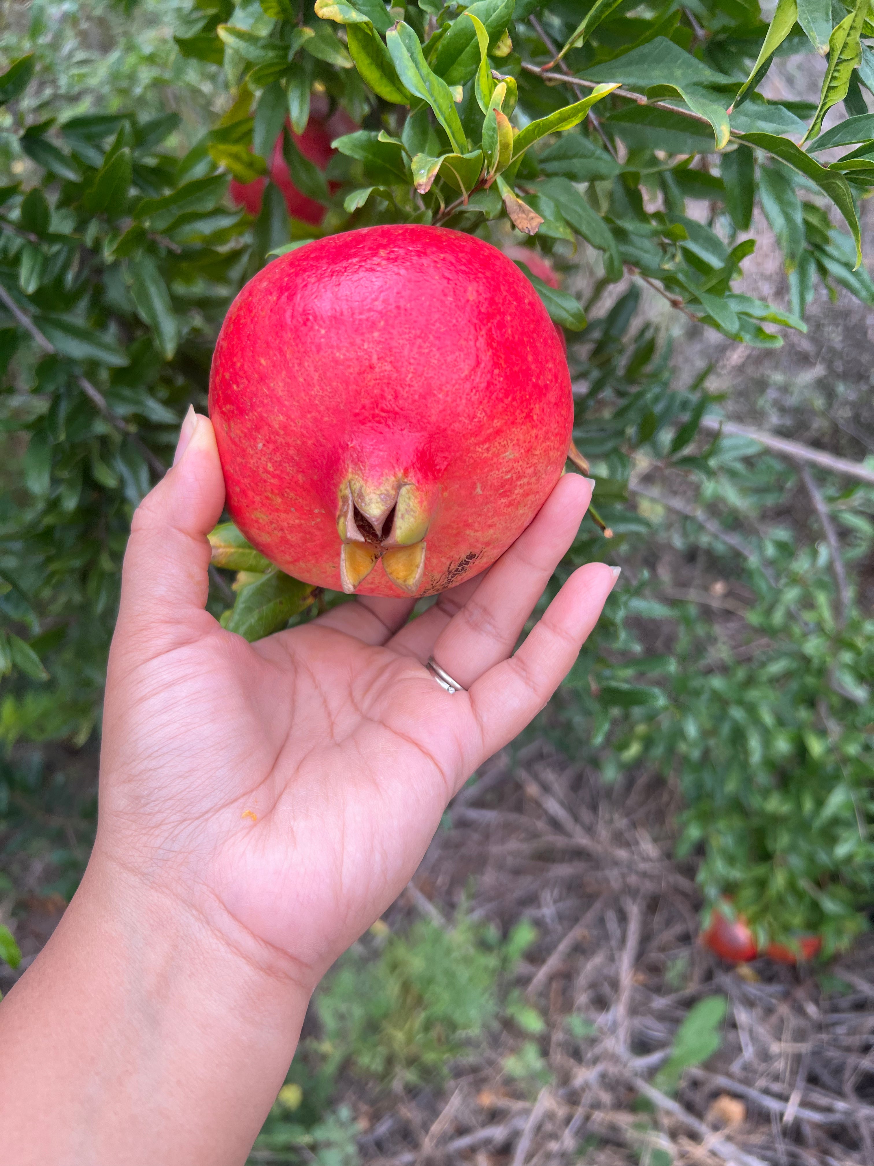 Pre-Harvest Special! 4-PACK Pomegranates