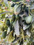 Hass Avocado Tree