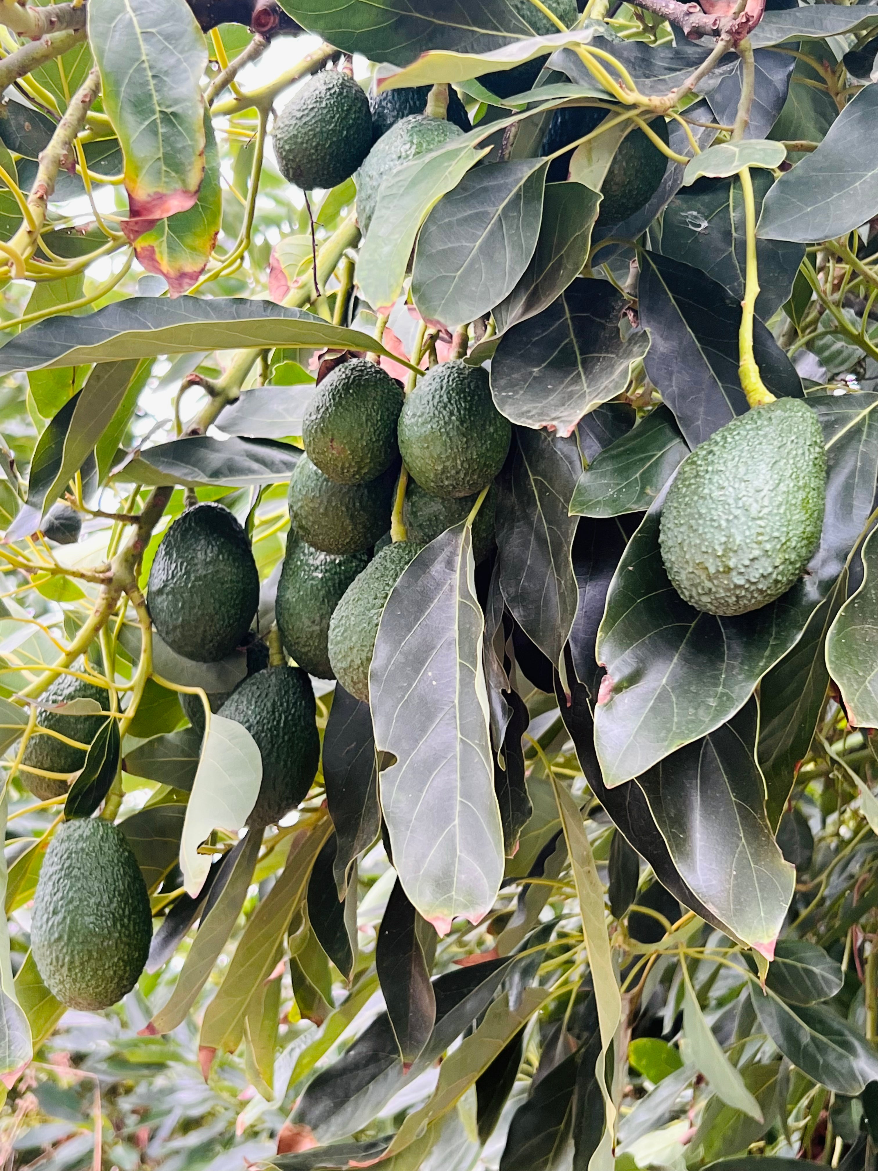 Hass Avocado Tree