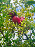 Pre-Harvest Special! 4-PACK Pomegranates