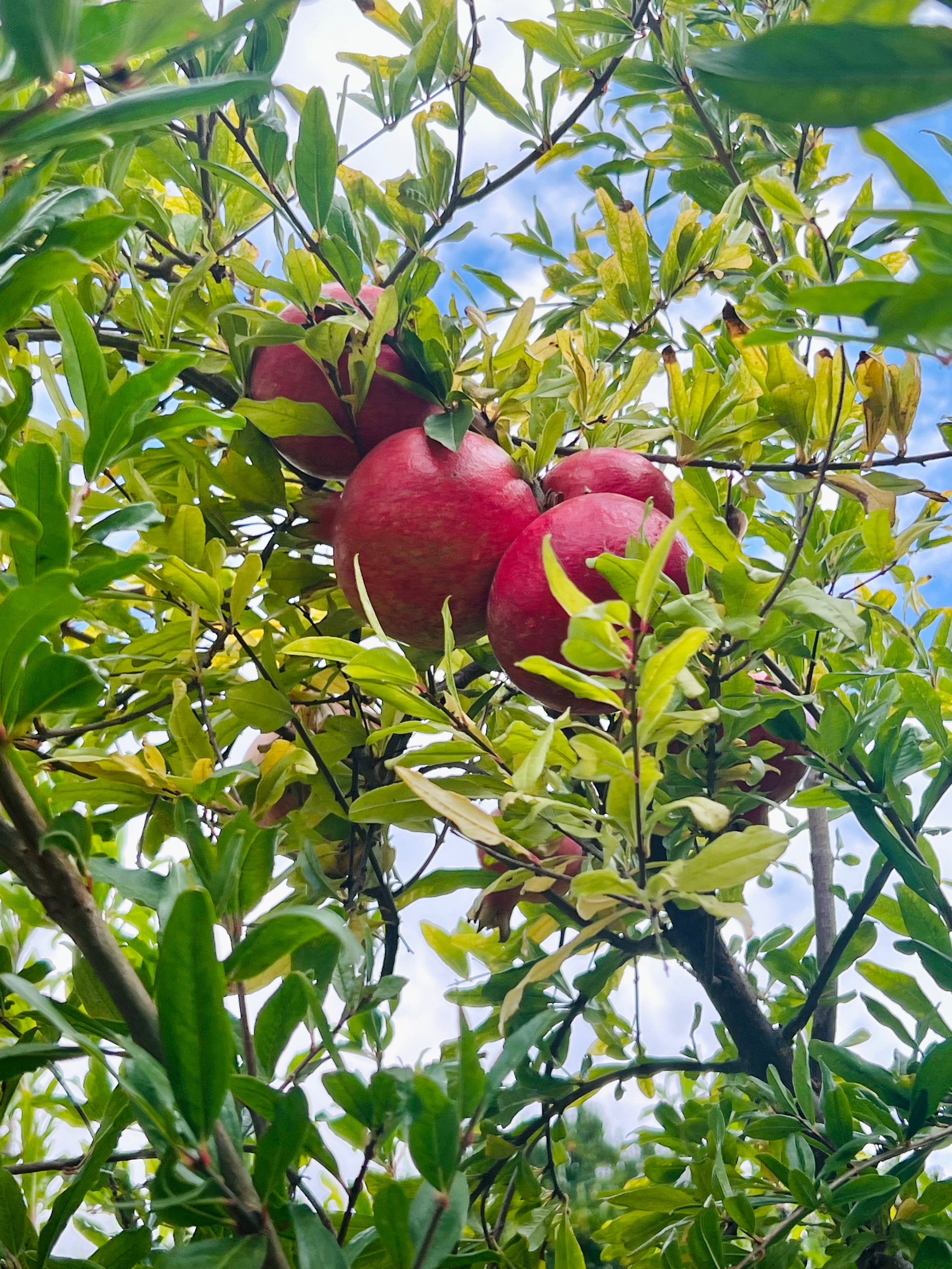 Pre-Harvest Special! 4-PACK Pomegranates