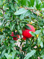 Pre-Harvest Special! 4-PACK Pomegranates