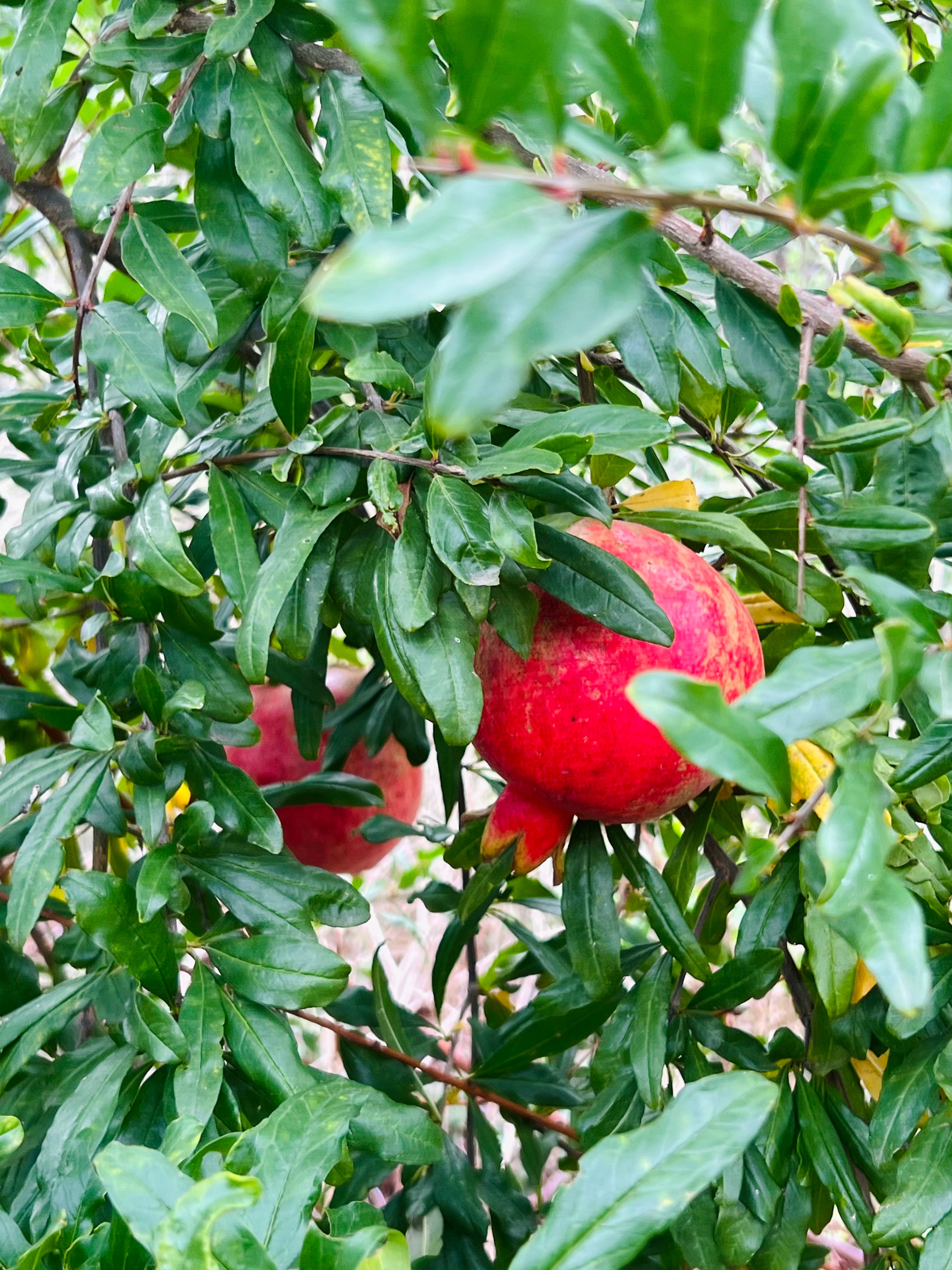 Pre-Harvest Special! 4-PACK Pomegranates