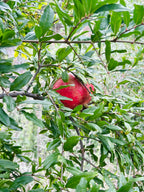 Pre-Harvest Special! 4-PACK Pomegranates