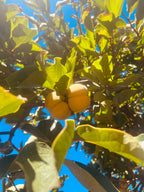 Fuyu Persimmons
