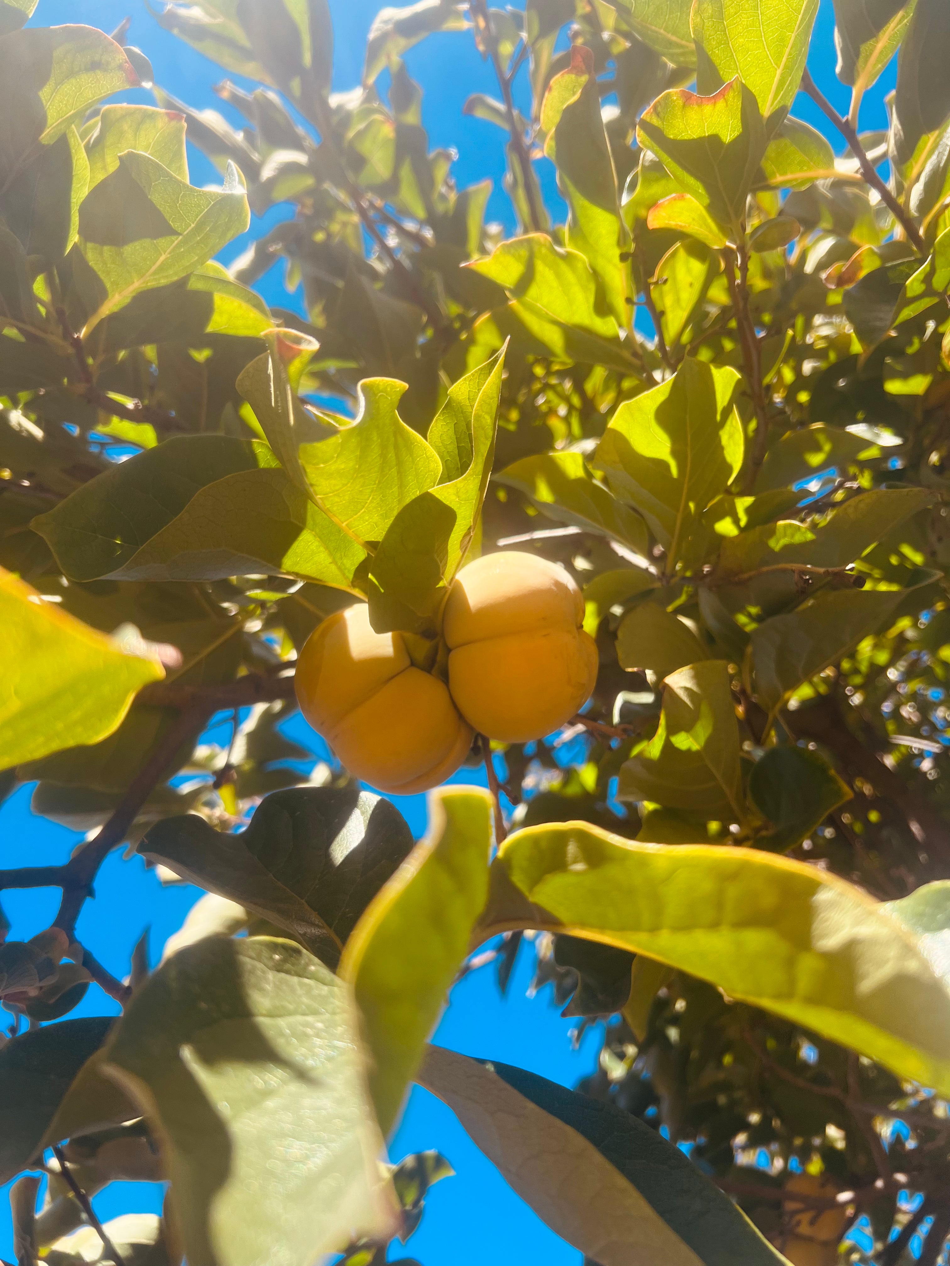 Fuyu Persimmons