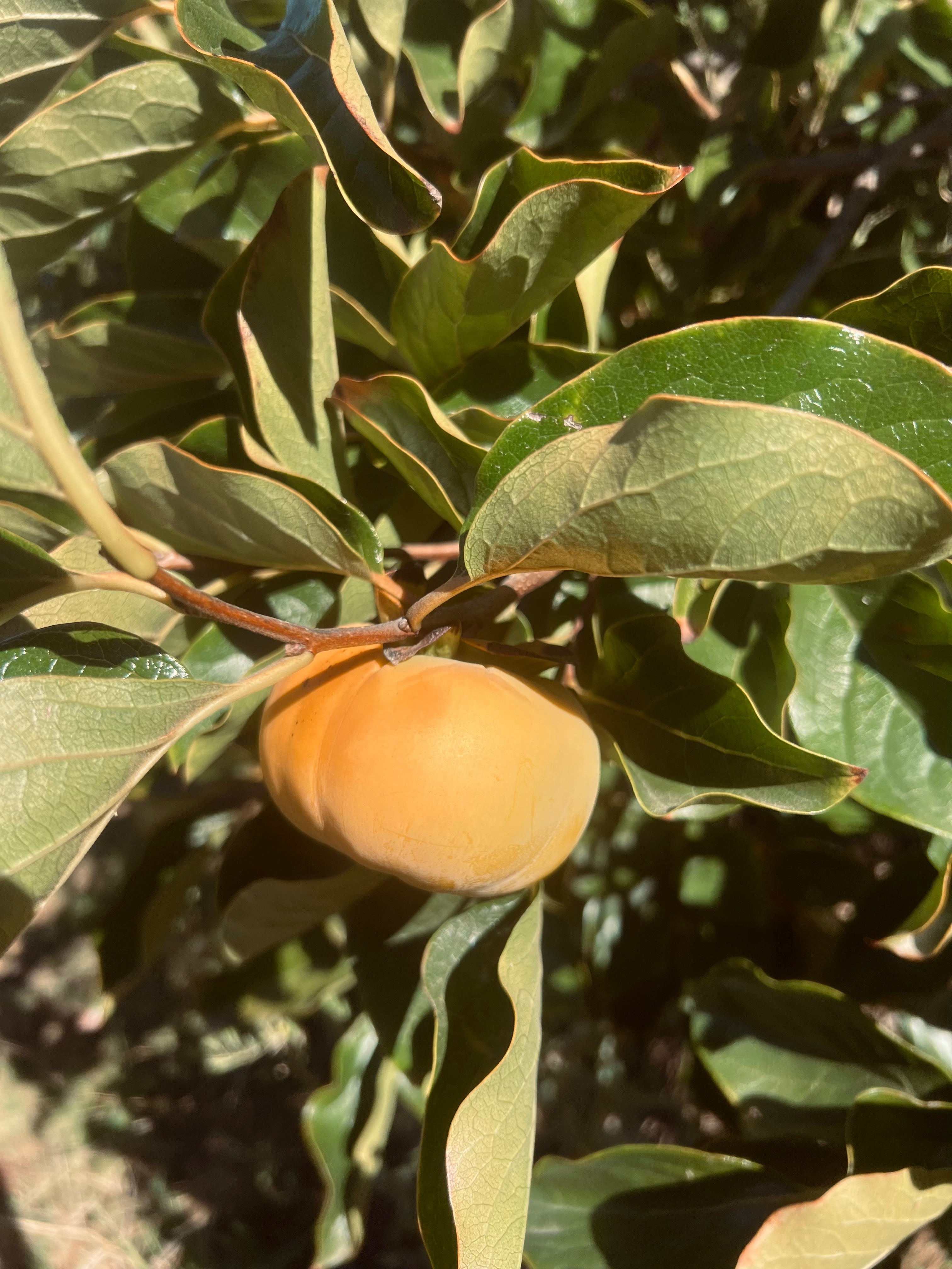 Fuyu Persimmons