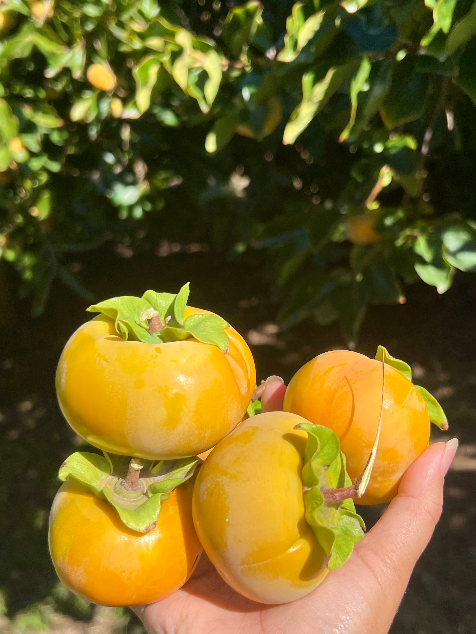 Fuyu Persimmons