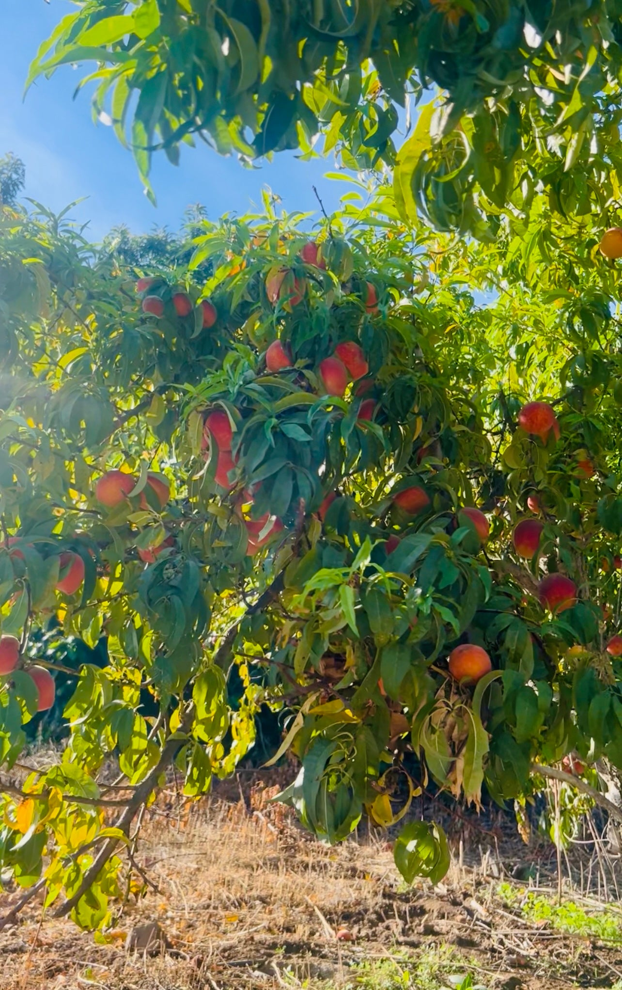 Pre-Harvest Special! 8-pack Peaches