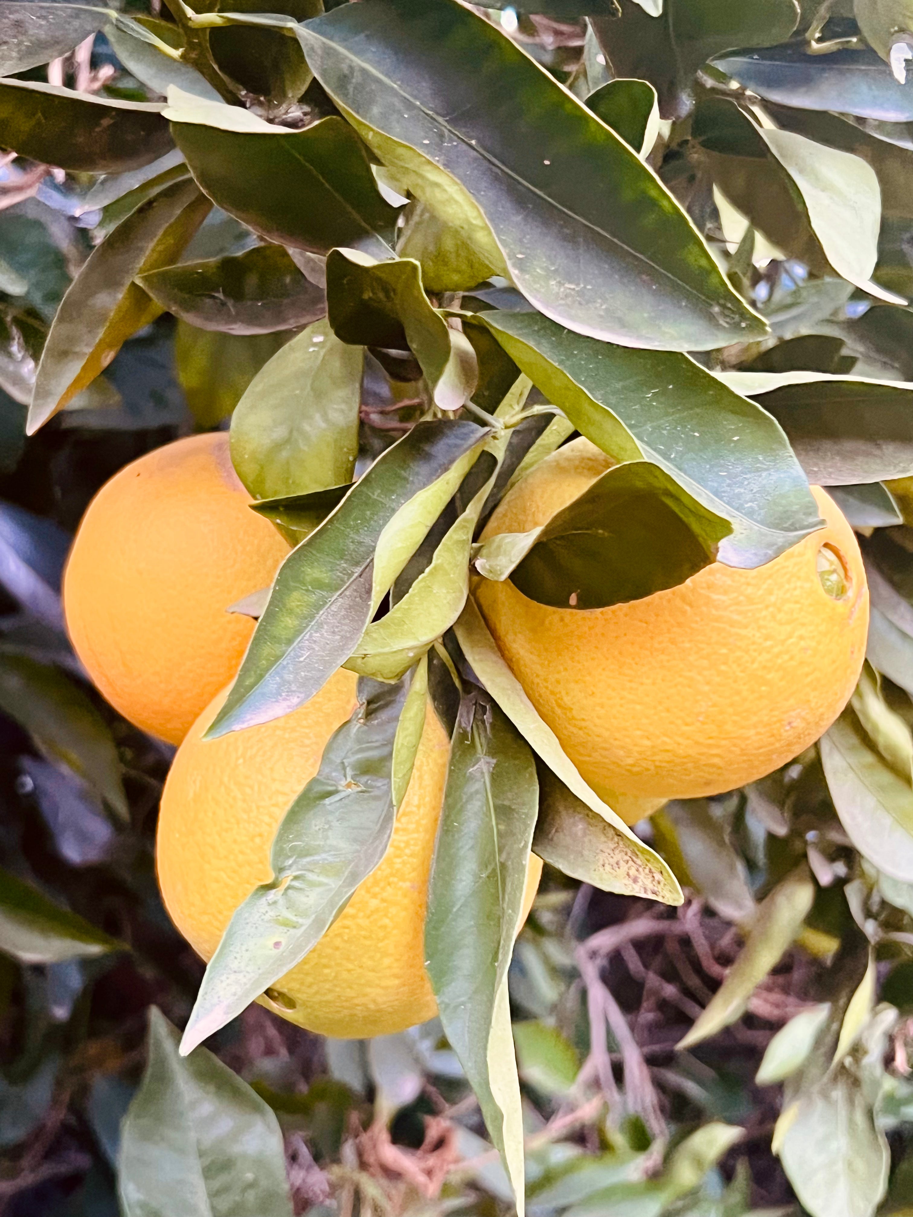 Pre-Harvest Special - Naval Oranges