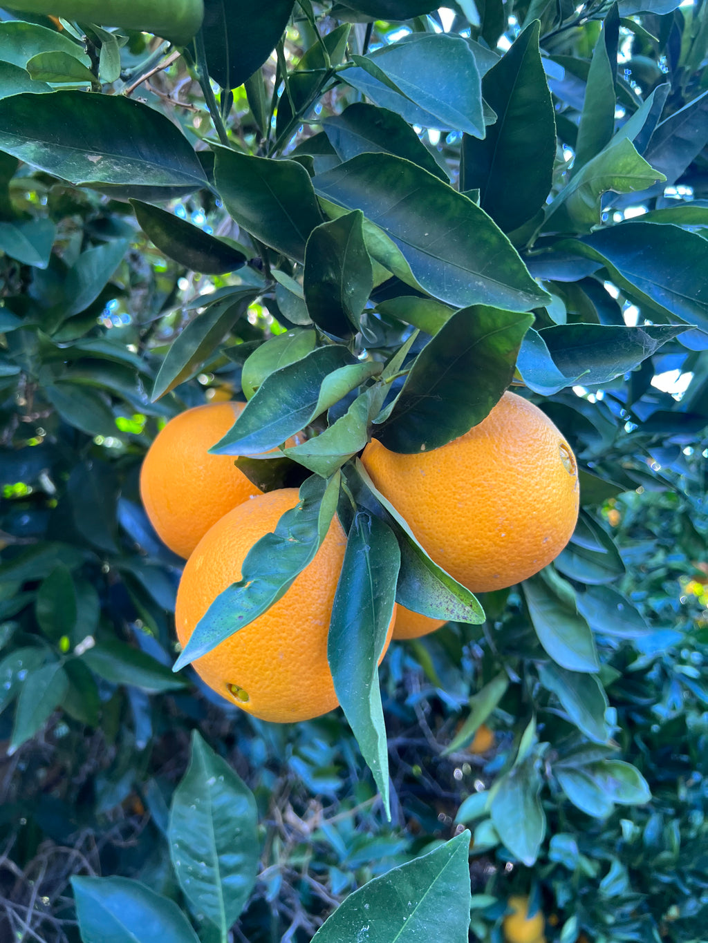 Naval Orange Tree