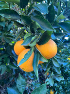 Naval Orange Tree
