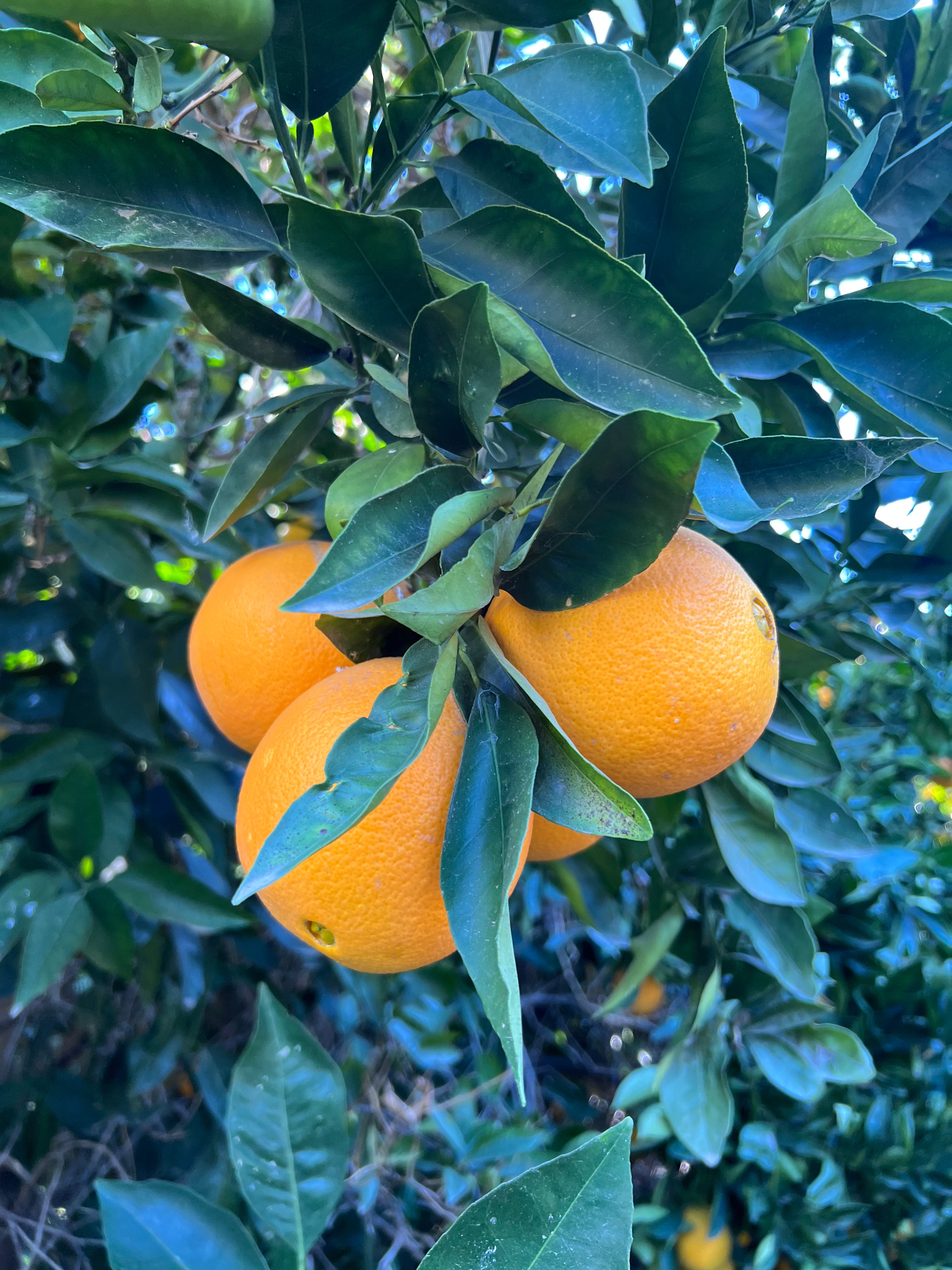 Naval Orange Tree
