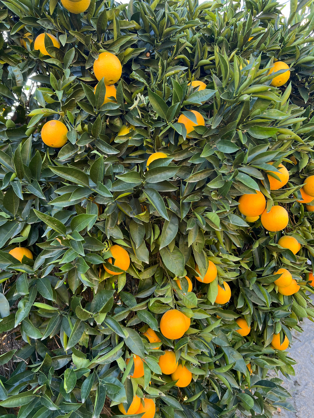 Naval Orange Tree