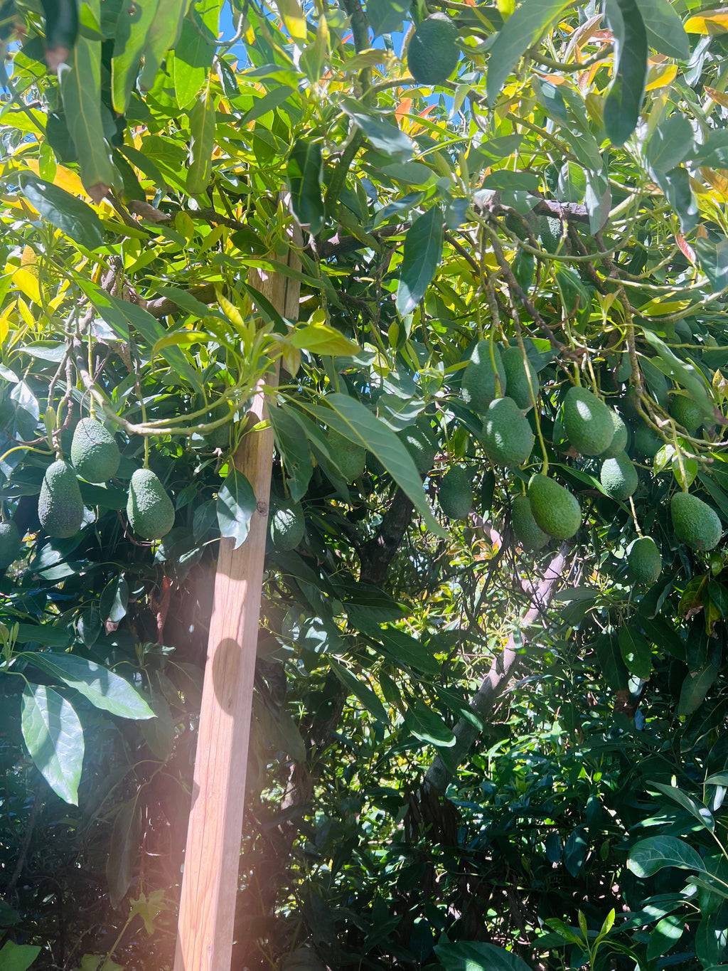 Hass Avocado Tree