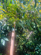 Hass Avocado Tree