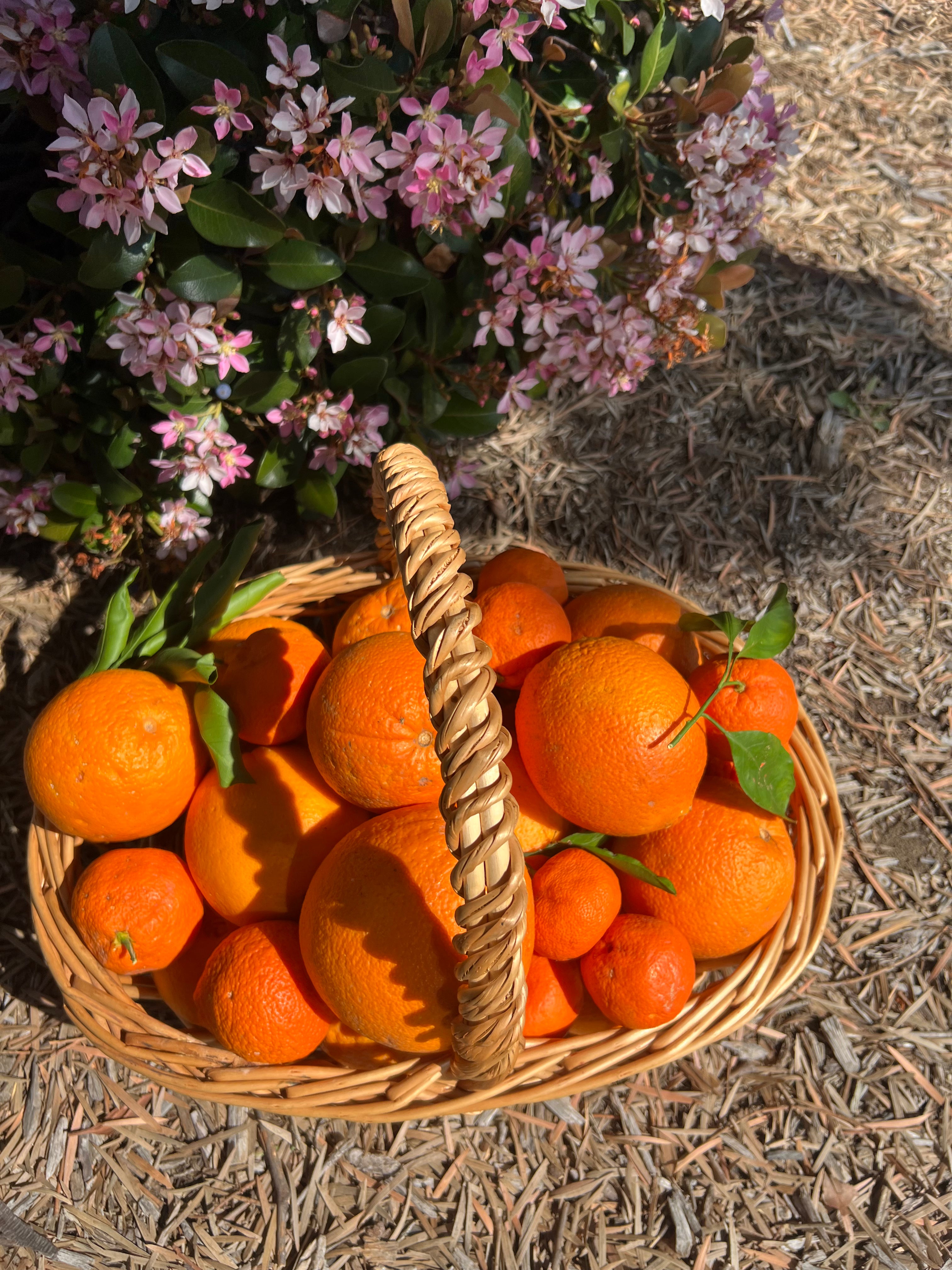 Hello Spring Box 2026