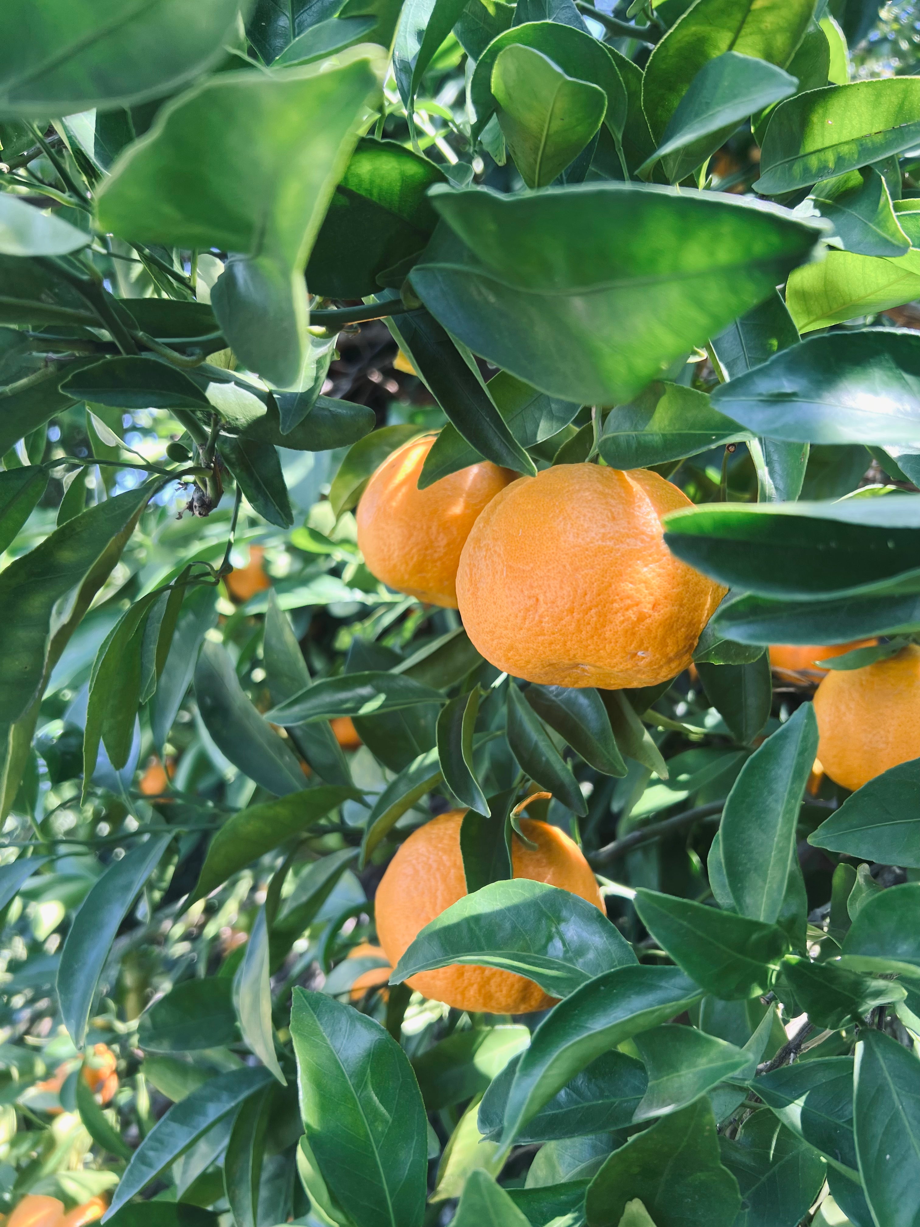 Hello Spring Box 2026