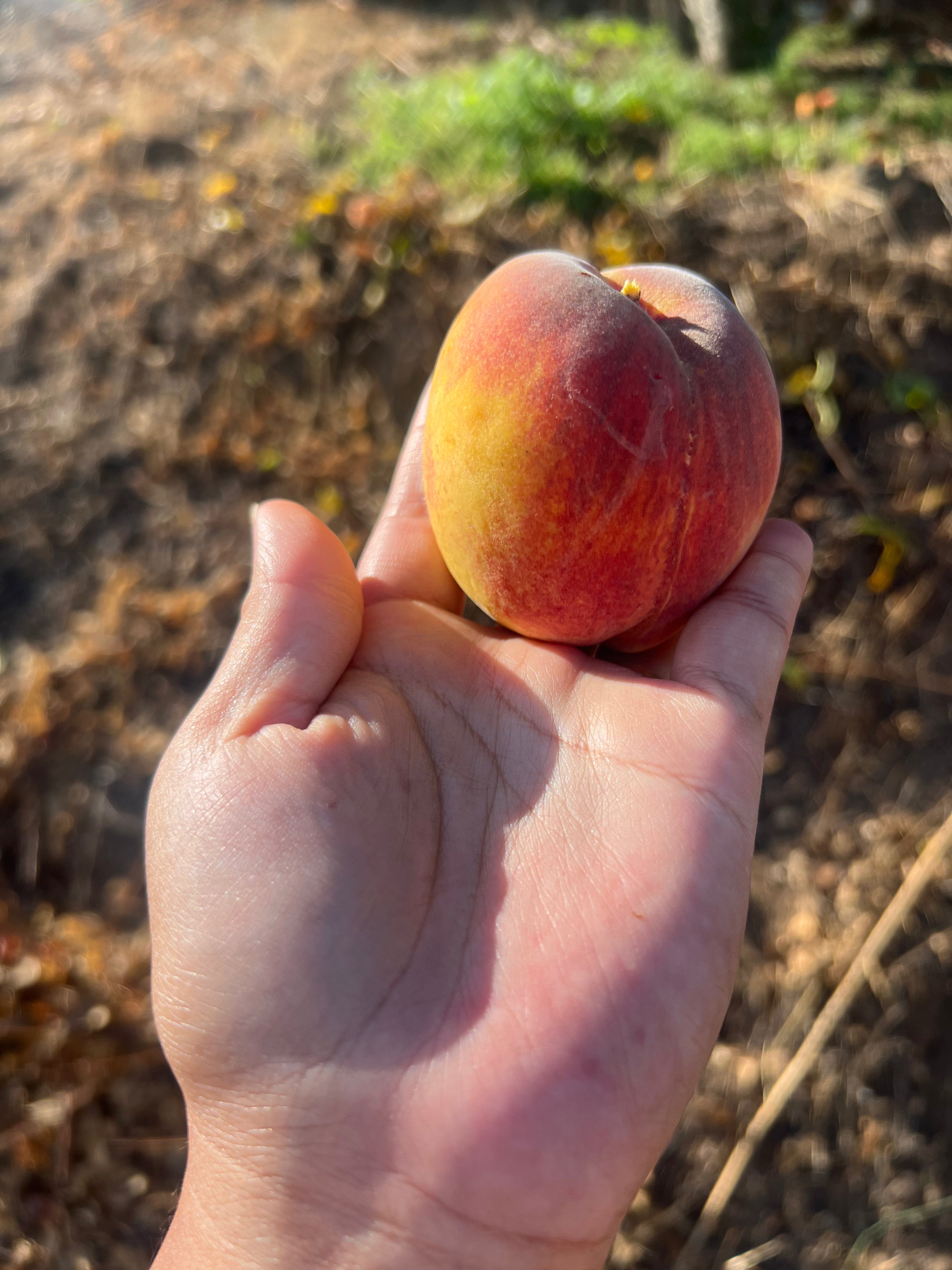 Pre-Harvest Special! 8-pack Peaches