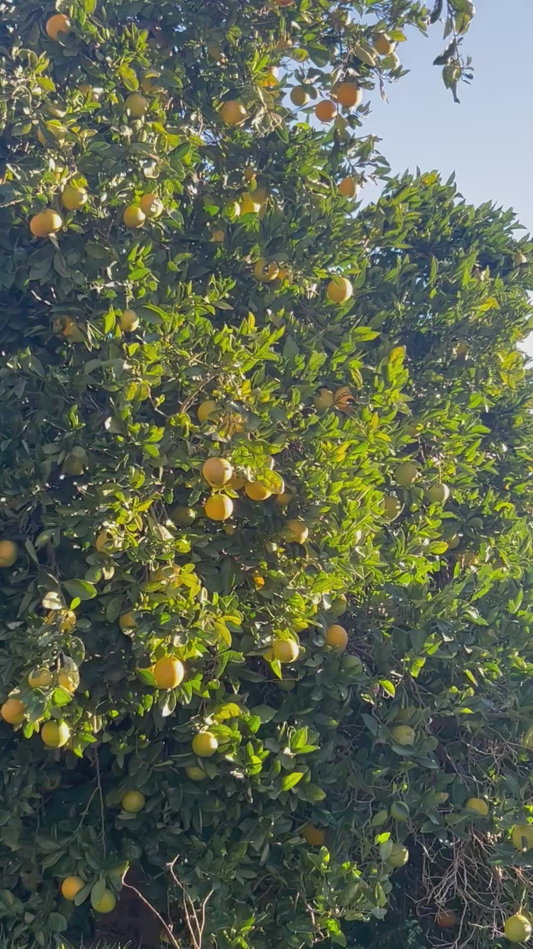 Pre-Harvest Special - Naval Oranges