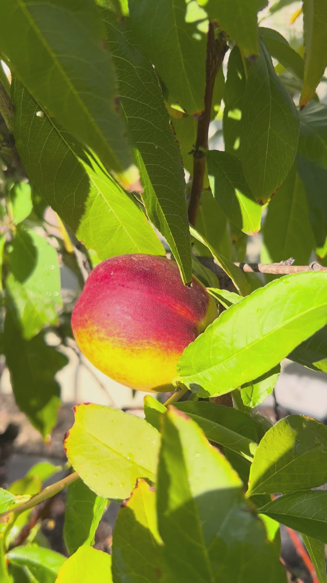 Pre-Harvest Special! 8-pack Peaches